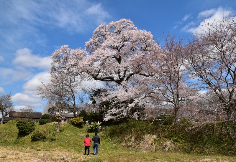 特　選　　京丹波町長賞　「心の癒やし桜」 朝子　照夫 氏