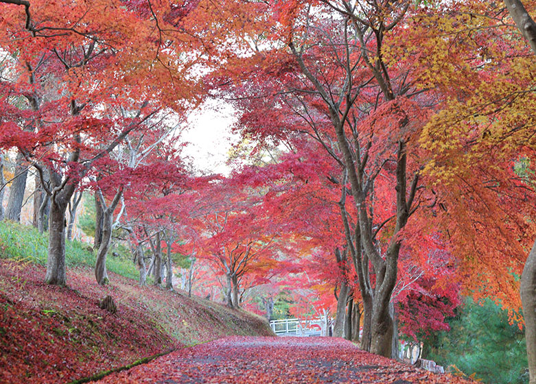 京丹波町紅葉観光スポット