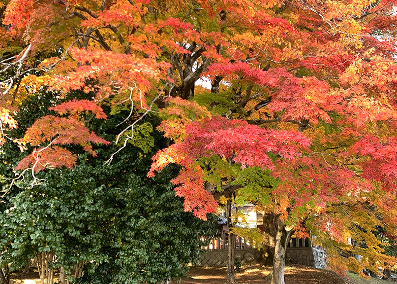 京丹波町紅葉観光スポット