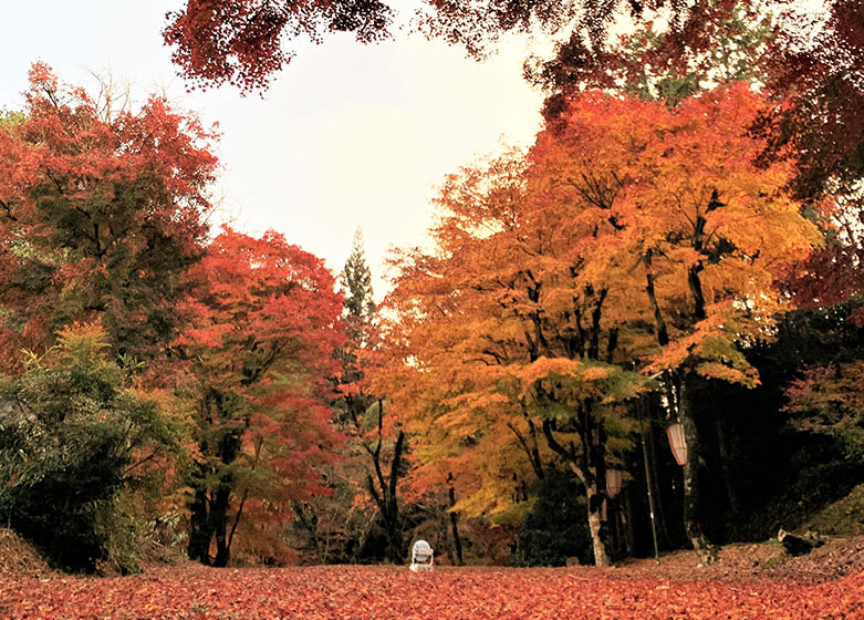 京丹波町紅葉観光スポット