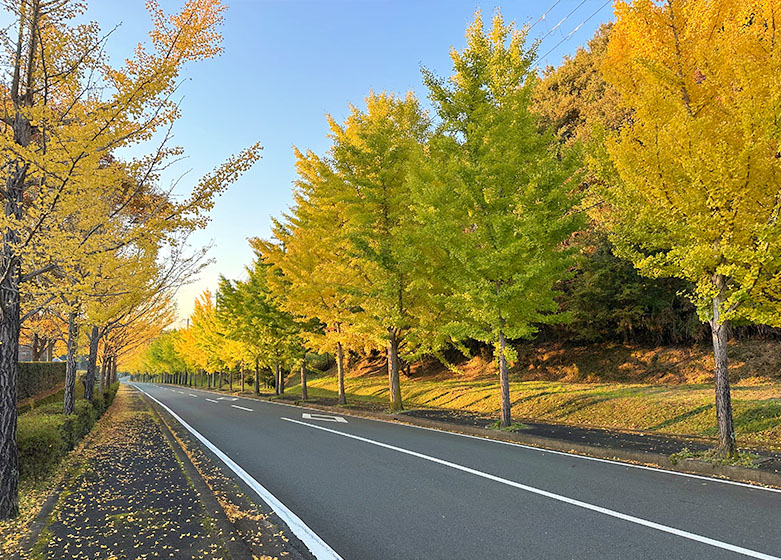 京丹波町紅葉観光スポット