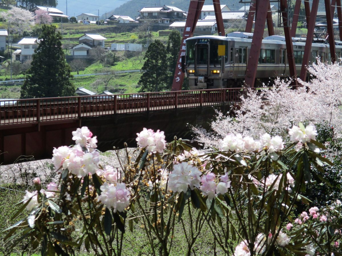 わち山野草の森